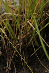 Divisae