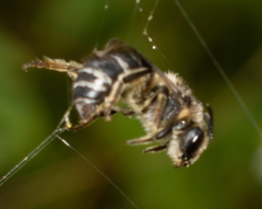Colletes compactus