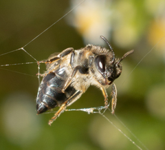 Colletes compactus