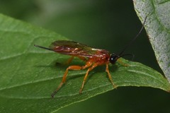 Theronia hilaris