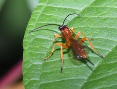 Theronia hilaris