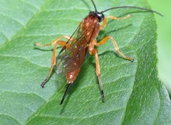 Theronia hilaris