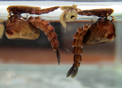 Toxorhynchites violaceus