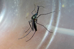 Toxorhynchites violaceus