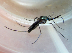 Toxorhynchites violaceus