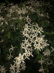 Clematis flammula