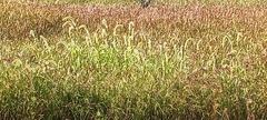 Setaria magna