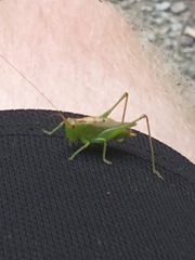 Orchelimum silvaticum