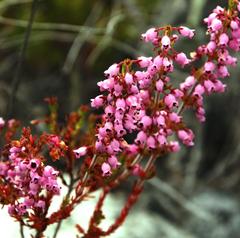 Erica lateralis