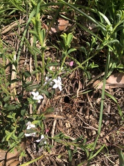 Philotheca verrucosa