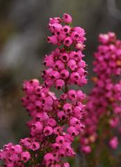 Erica lateralis