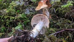 Cortinarius saginus