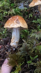 Cortinarius saginus