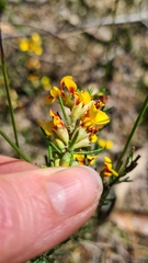 Dillwynia elegans