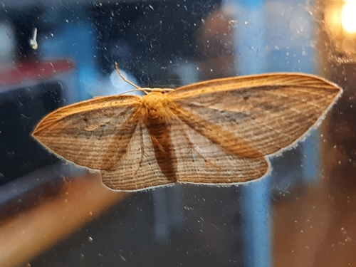 Photo of Cabbage tree moth (Epiphryne verriculata)