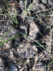 Equus caballus