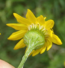 Senecio ilicifolius