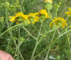 Senecio ilicifolius