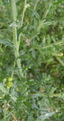 Senecio ilicifolius