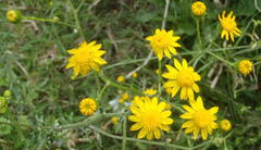 Senecio ilicifolius