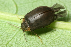 Ectopria nervosa