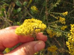 Camponotus cinctellus