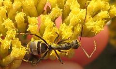 Camponotus cinctellus