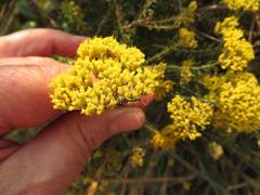Camponotus cinctellus