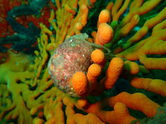 Pseudodromia latens