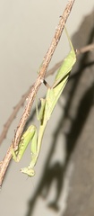 Mantidae