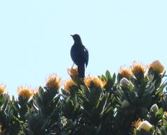 Leucospermum conocarpodendron conocarpodendron