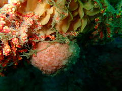 Pseudodromia latens