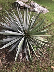 Agave univittata