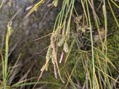 Carex lenticularis dolia
