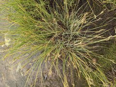 Carex lenticularis dolia