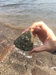 Tectus pyramis