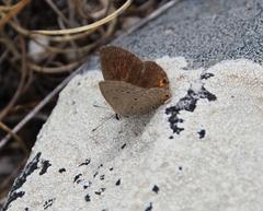 Eicochrysops messapus messapus