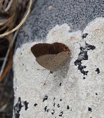 Eicochrysops messapus messapus