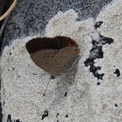 Eicochrysops messapus messapus