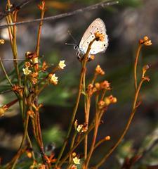 Eicochrysops messapus messapus