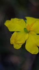 Hibbertia cistiflora