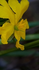 Hibbertia cistiflora
