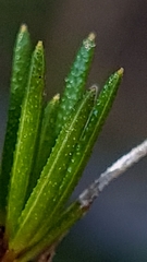 Hibbertia cistiflora