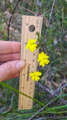 Hibbertia cistiflora