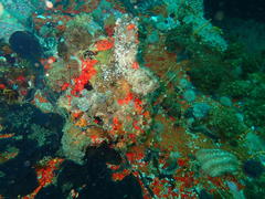 Pyura stolonifera