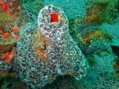 Pyura stolonifera