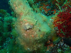 Pyura stolonifera