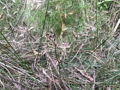 Machaerina tetragona
