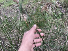 Machaerina tetragona