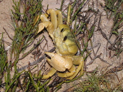 Ocypode convexa